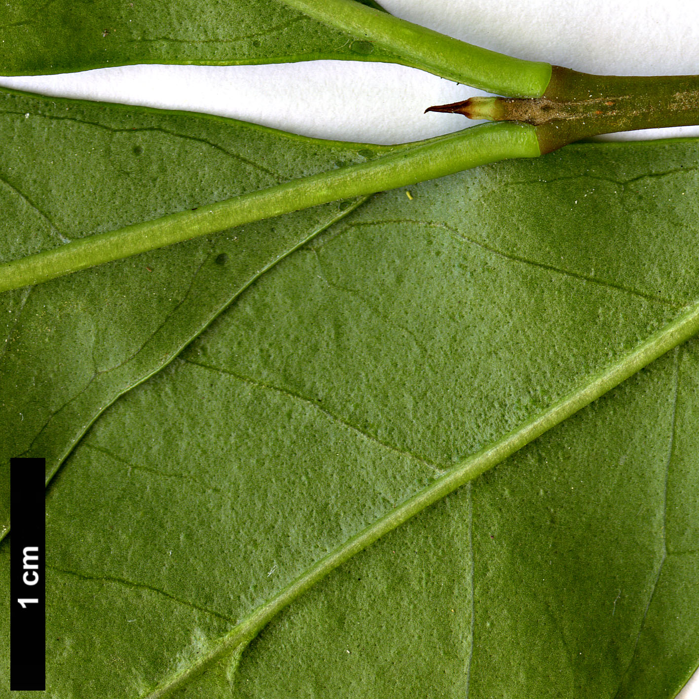 High resolution image: Family: Oleaceae - Genus: Ligustrum - Taxon: ovalifolium - SpeciesSub: var. pacificum